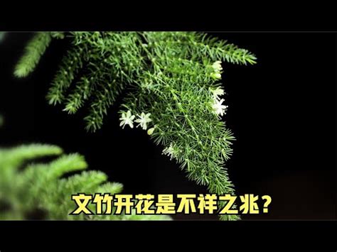 文竹風水辦公室|2024夏季文竹風水：辦公室開運指南